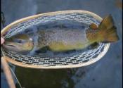 Trout Release Footage from Watauga River, South Holston, Beaverdam, Toccoa, and Caney Fork